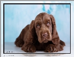 Spojrzenie, Szczeniak, Pies, Cocker spaniel czekoladowy, Mordka