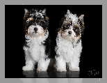 Yorkshire terrier biewer, Tło, Dwa, Czarne, Psy