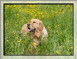 Golden retriever, Pies, Trawa