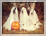 Trzy, Li�cie, Halloween, Psy, Dynia, Jesie�