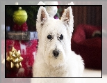 Ozdoby, West highland white terrier, Pies, Mordka, �wi�teczne
