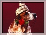 R�a, Toczek, Woalka, Cocker spaniel angielski