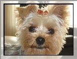 Yorkshire Terrier, G�owa, Kokardka